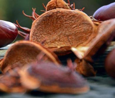 castanha